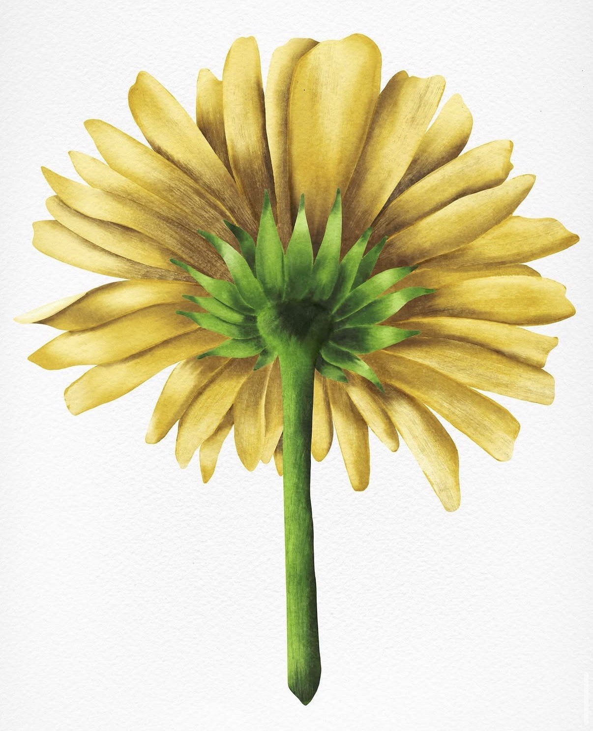 Yellow Flower artwork